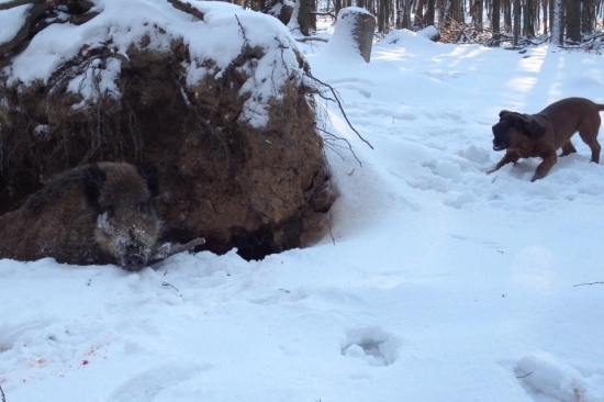 ARON Karpatia Lindenbach - 5 mesiacov