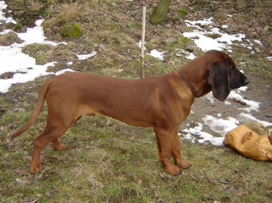 ARGOS Karpatia Lindenbach