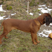 ARGOS Karpatia Lindenbach