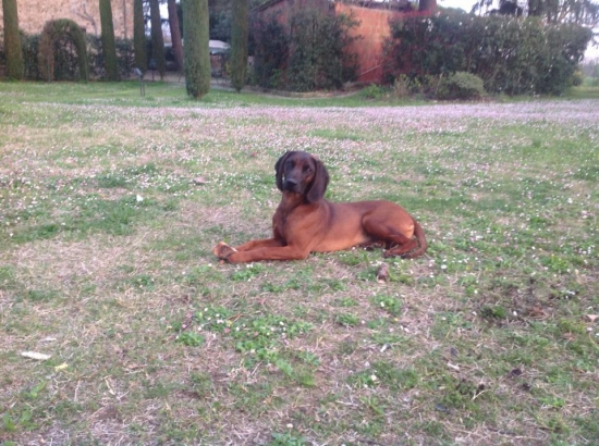 ATREY Karpatia Lindenbach