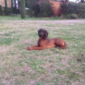 ATREY Karpatia Lindenbach