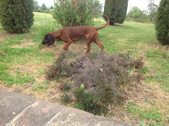 ATREY Karpatia Lindenbach