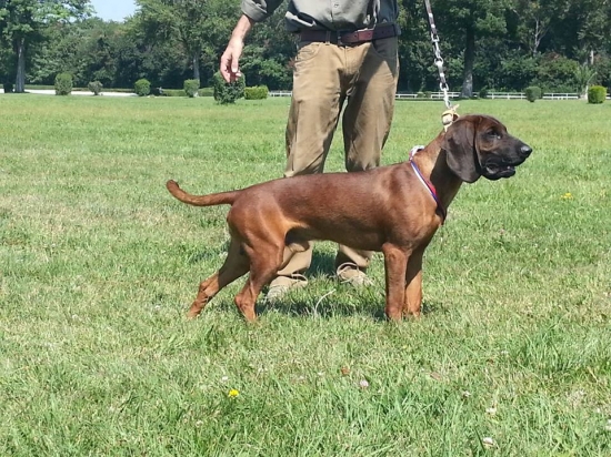 Argos Karpatia Lindenbach V1, CAJC, BOS