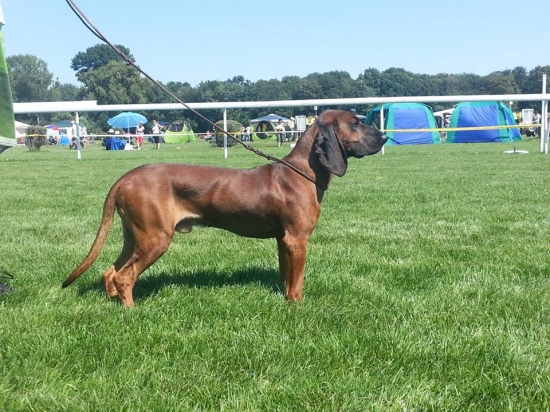 Aron Karpatia Lindenbach