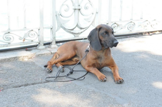 Európsky víťaz mladých Atrey Karpatia Lindenbach