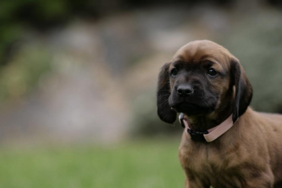 Aya Karpatia Lindenbach