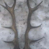 Minuloročné, nájdene tohto roku