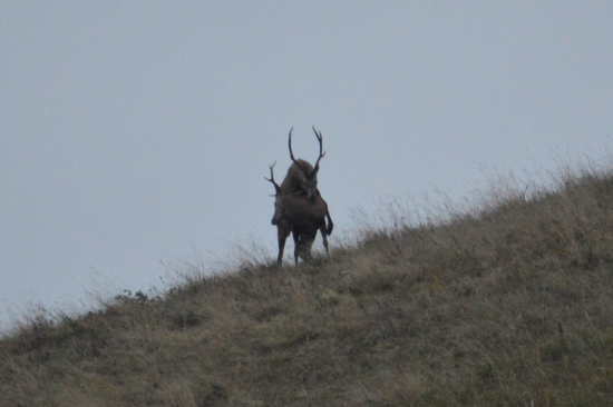 Ruja