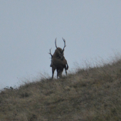 Ruja