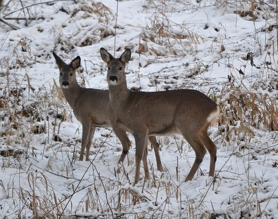Odpolední setkání.