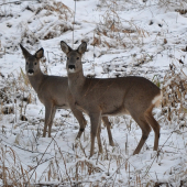 Odpolední setkání.