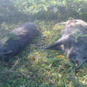 prasiatka