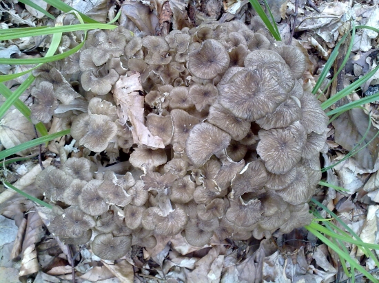 huba ktora potesi najviac