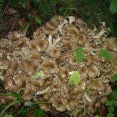 barania hlava