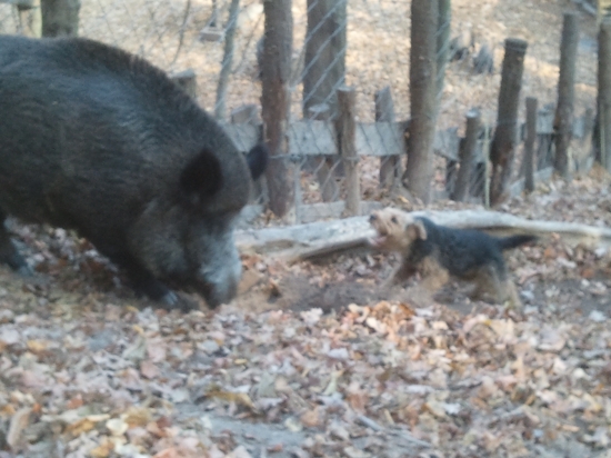 trening na SD - čky