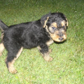 môj nový pomocník (welšík)