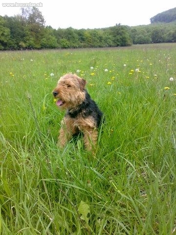 Rebel nám vyrástol