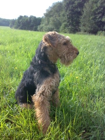 Rebel pozoruje muflónov...