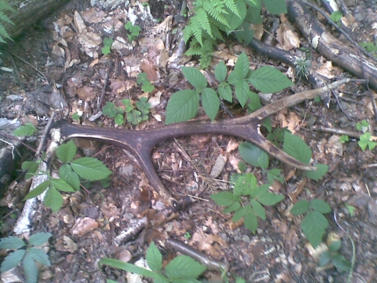 ohrizeny kopov nasiel