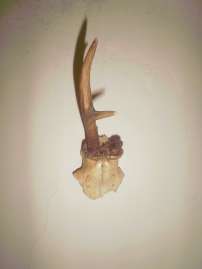 s odstrelenym parohom