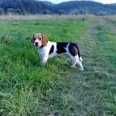 Bígel Rony