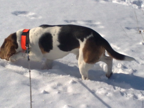 Líška!.. ale nie, je to Bígel :)