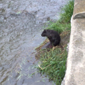 Bobor vodný(Castor fiber)