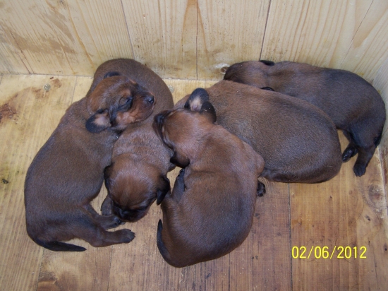 Céčka z Nízkych Beskýd