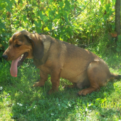 jazyček