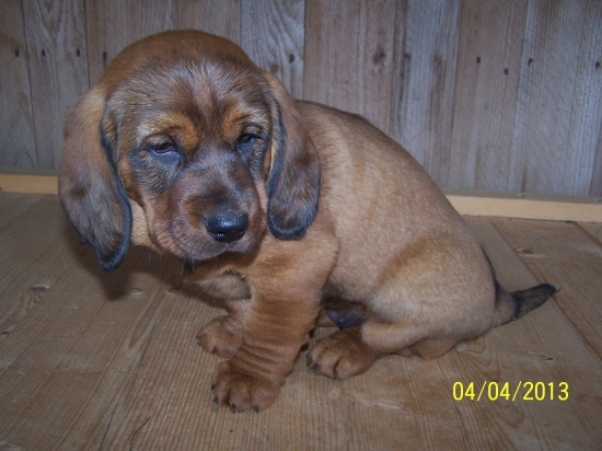 Diana z Nízkych Beskýd