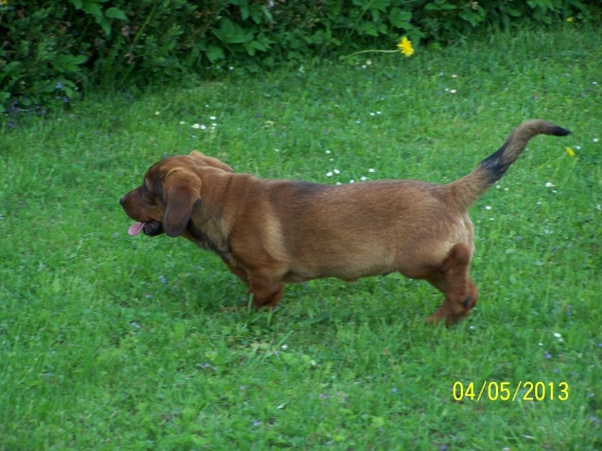 Diana z Nízkych Beskýd