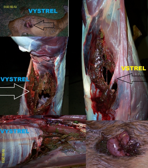 sellier&belot SP 270win vs.srnček