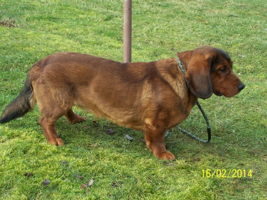 Cir z Nízkych Beskýd