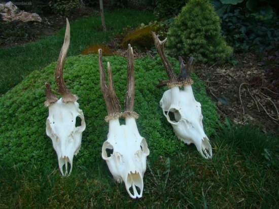 Tak trošku iné Srnce