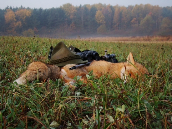 Ráno pri starom dube...