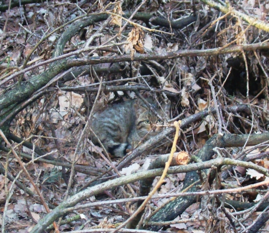 Zrejme prvé stretnutie s človekom...