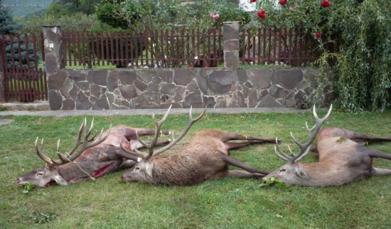 Pamätné ráno - Ruja 2008