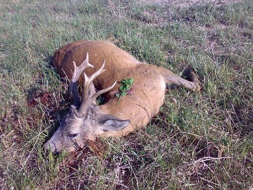 3.V.T. - Z Rudohoria