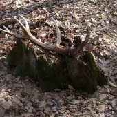 Z Tvarožníka - 2009