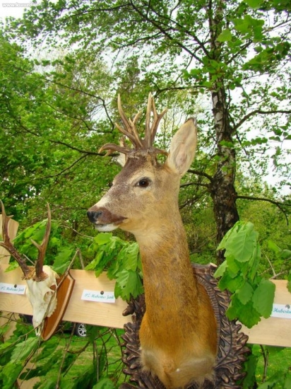 Kamarátova životná rarita