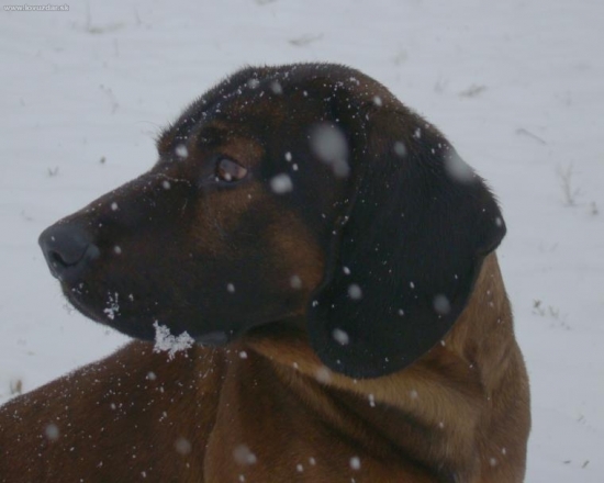 Spoločník na posliedke