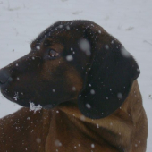 Spoločník na posliedke