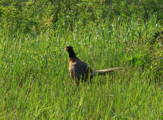 Vyhrievanie sa na slnku