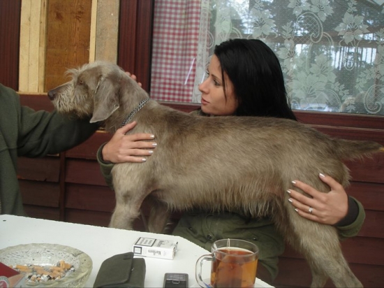 Slovenský hrubosrstý ohař