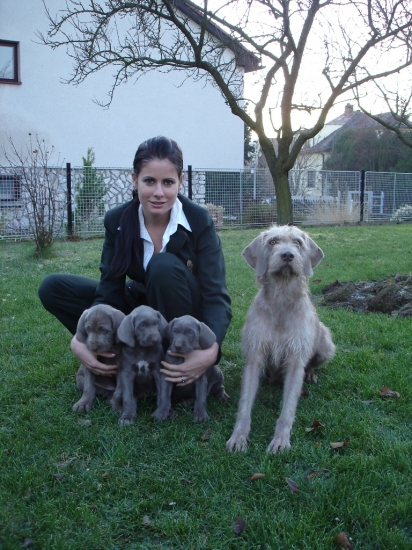 Slovenský hrubosrstý stavač