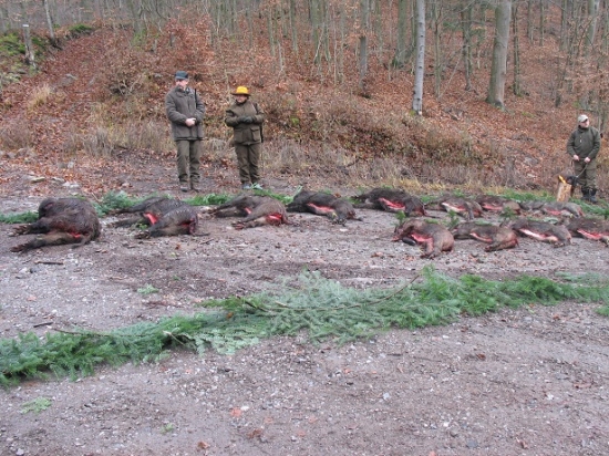 Nedeľná vydarená poľovačka