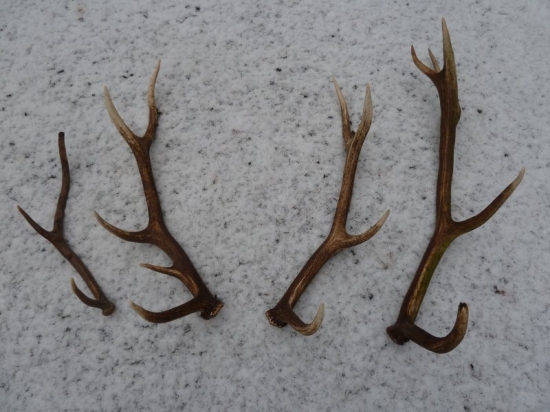 Síce minuloročné ale teraz nájdené