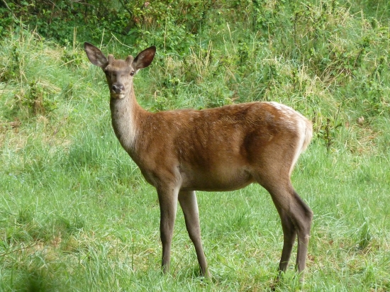 Jelienok