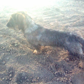 TARO 7 Mesiace