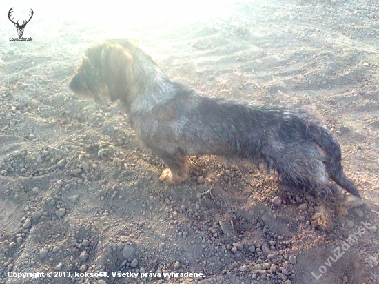 TARO 7 Mesiace